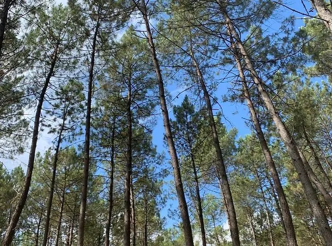 Holiday home Maison En Lisiere De Foret